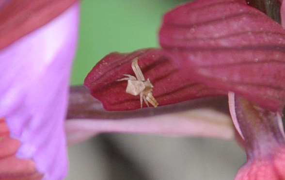Identificazione ragno su Orchis sp.: Thomisus onustus